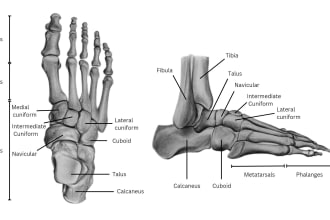 draw human anatomy, medical illustrations and diagrams