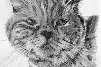draw custom pet portraits, dog sketches, cat sketches, etc