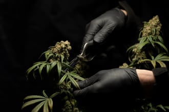 write SEO article or blog post on cannabis, marijuana, and cbd