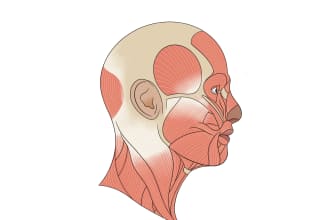 draw anatomy and medical illustrations for you