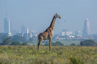 help you with anything related to kenya