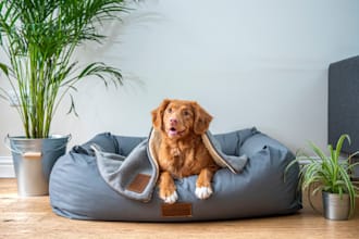 write a kennel, pet daycare, dog daycare business plan