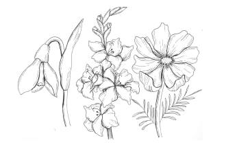 draw botanical line art illustration flower, plant, fruits