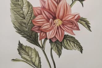 botanical illustration commercial use
