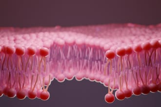 create scientific illustrations of your work