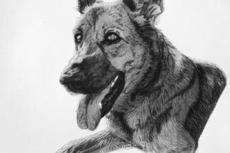 draw a pencil pet portrait, pet sketch