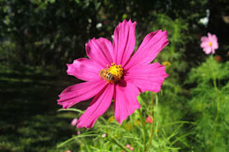 plan your organic home garden