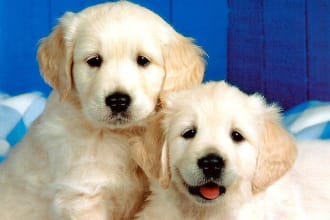 give you over 260 articles on dog training