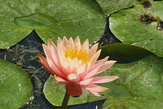 coach you for praana vidya, an ancient vedic healing method
