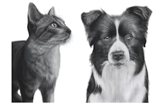 draw realistic pencil sketch drawing pet portrait from a photo