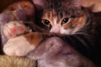 create a video of my cat acting apathetic to your custom topic