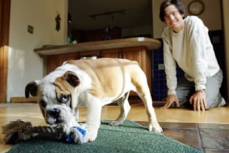 tech you how to train your new puppy or dog the rules of the house