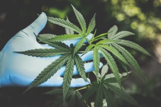 prepare a cannabis or marijuana business plan for startups