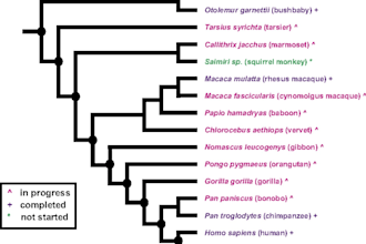 construct phylogenetic tree and visualization through mega  and itol