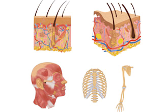 draw custom anatomical, medical and scientific illustrations