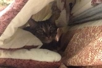 share an adorable picture of my cat Lucy