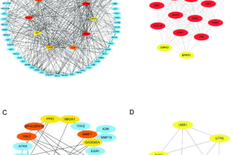 protein protein interaction and hub gene analysis specialist