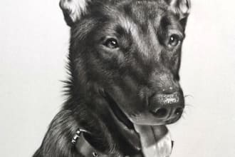 draw realistic pencil sketch pet portrait from a photo