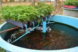 write top notching content about aquaponic, hydroponic, and aeroponic