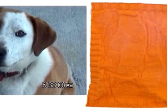 create a  2d  chart pattern from your pets photo