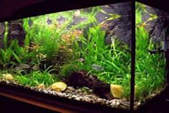 write top notching content about fish, aquariums, and ponds