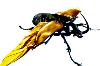 create realistic animal illustration for you