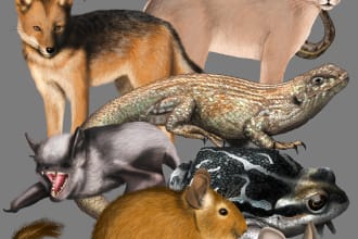 draw all kinds of animals