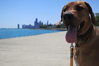 walk your dog in Chicago for 15 minutes