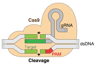 help you in genome editing using crispr cas mechanism