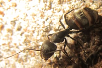 answer all your questions about ant keeping