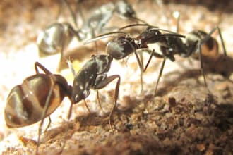take pictures of ants for you