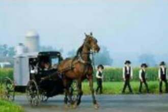 answer any question you have about Amish