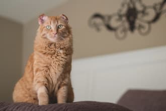 be your pet cat model for ugc video photos and ads