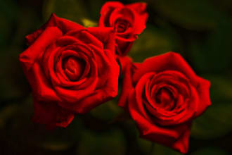 write you a Valentines Day message or poem