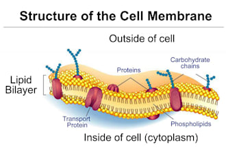design biology and medical graphics