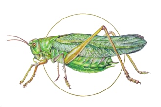 draw realistic watercolor butterflies and any insects