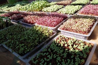 write inverstor ready commercial cultivation business plan