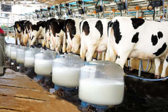 prepare cattle farming, dairy farm business plan for you