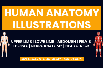 draw human anatomy illustrations