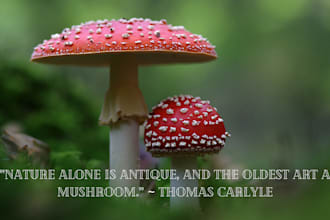 write excellent articles about mushrooms and wild foraging