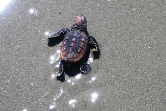 help plan your trip to the Golden Isles