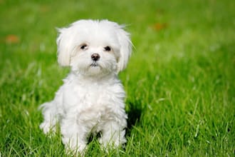 make a collage with cute dogs