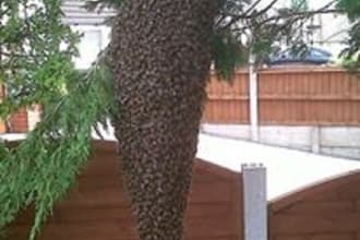 allow you to sponsor a beehive to home bees from a rescued swarm