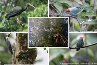 identify any birds for you