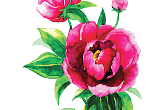 do botanical illustration in my style