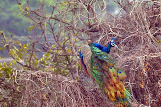 plan your itinerary for India visit