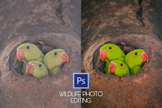 edit and enhance wildlife photos