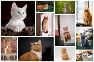 make the best photo collage using your pictures