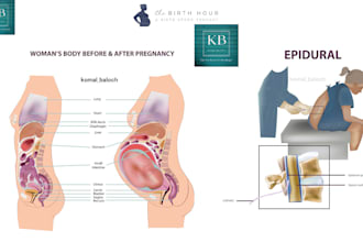 do anatomy, educational, digital, scientific, biology, medical illustrations