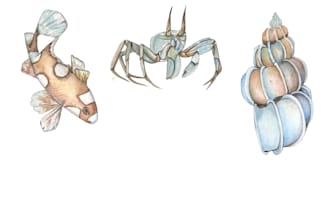 do a watercolor illustration